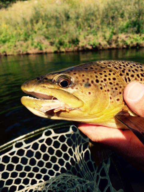 Lower Water & Terrestrials! Black Hills Fly Fishing