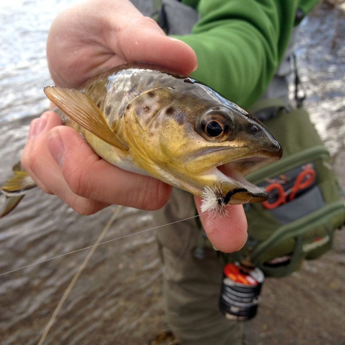 Spring Dry Fly Fishing Video!