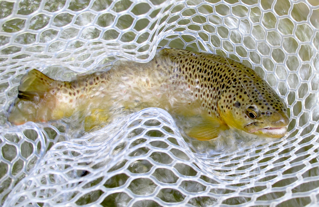 Brown trout in net black hills fishing flyfishing