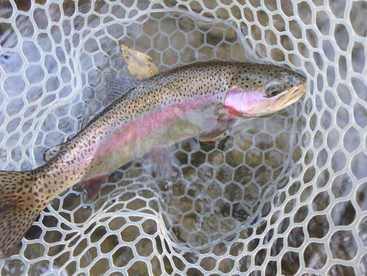 Black Hills Fishing Report - 11/7/2016