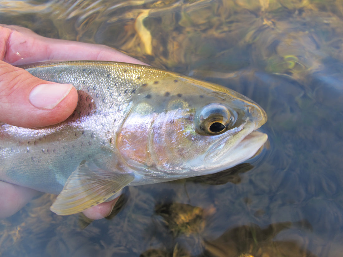 Black Hills Rainbrown trout