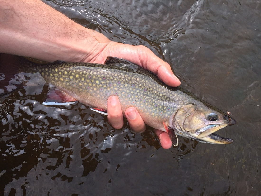 black hills fly fishing 2015 trout