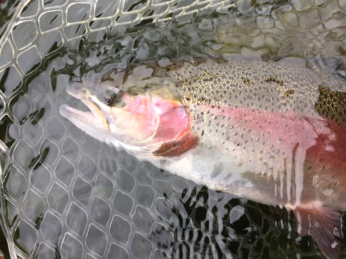 Black Hills Fly Fishing August 2015