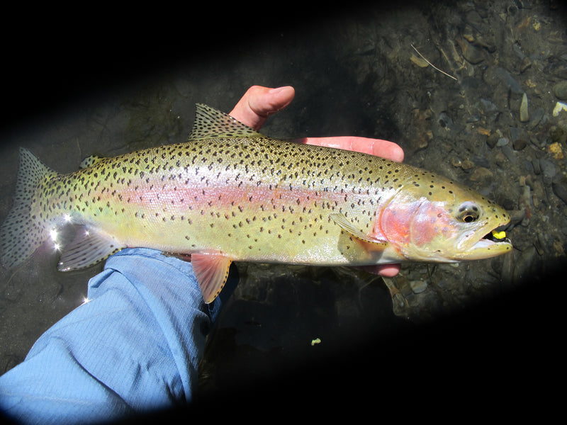 Rapid Creek Rainbow Black Hills Fly Fishing