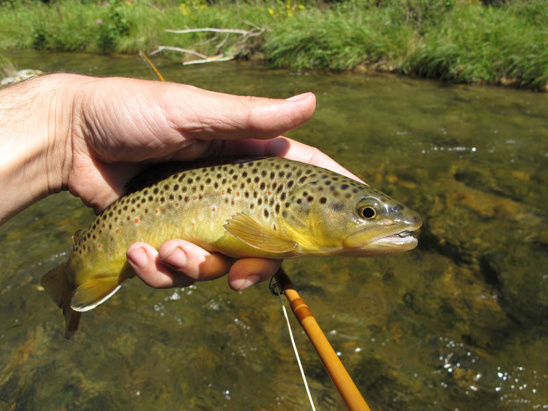 Spearfish Creek Brown Trout South Dakota