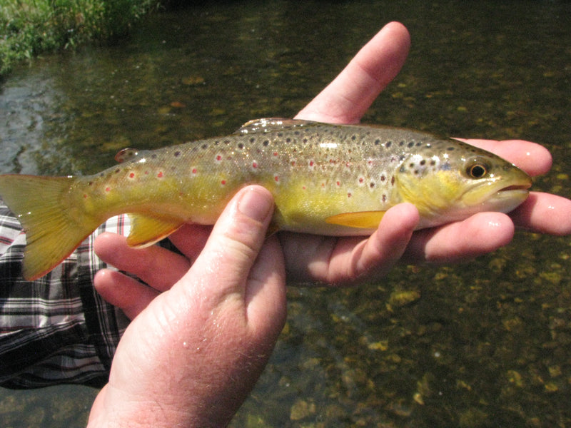 Rapid Creek Brown Trout Black Hills Fly Fishing