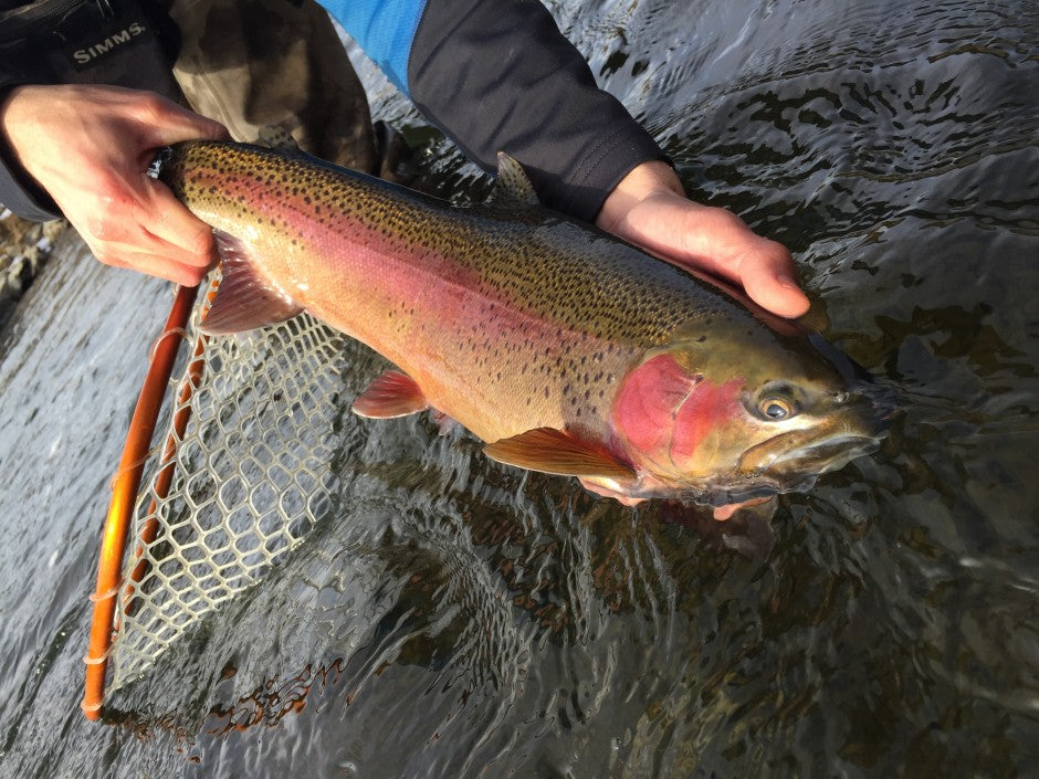 Black Hills Fly Fishing Report - 2/1/16