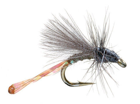 Morgan's Midges, and Why They Rock.