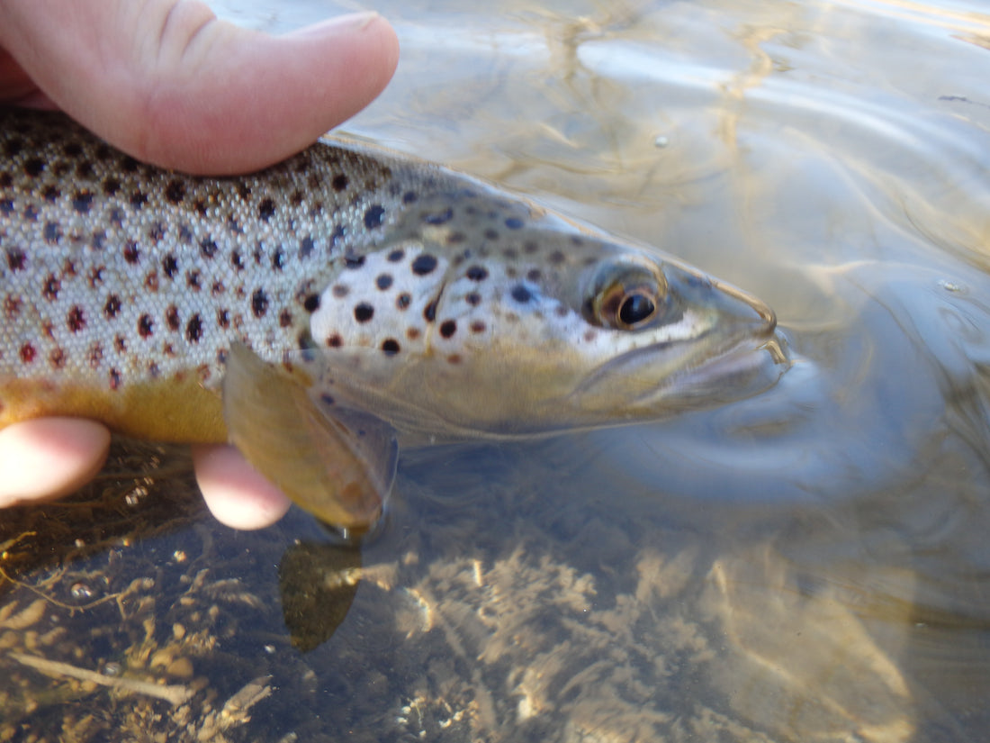 Dry Fly Time!