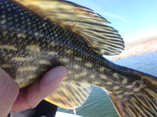 Black Hills Pike Fly Fishing Update - 4/3/2017