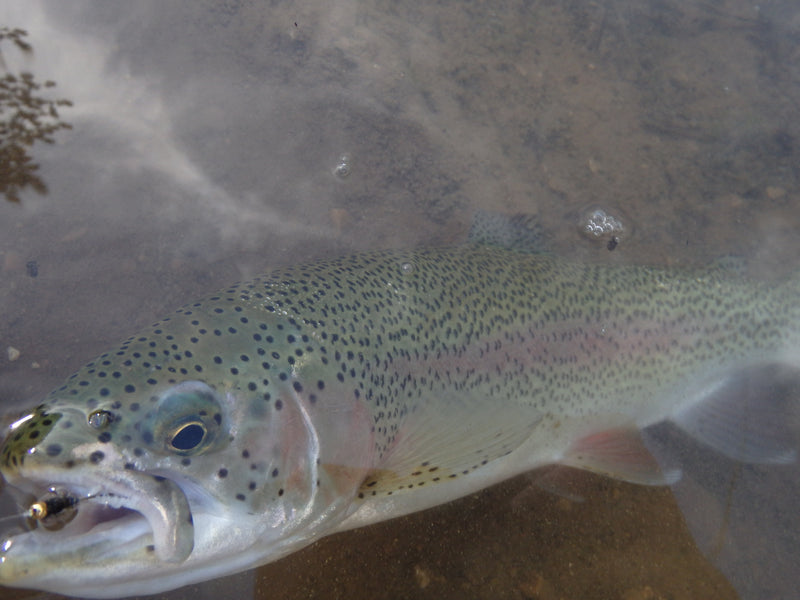 Black Hills Fishing Report - September 7, 2014