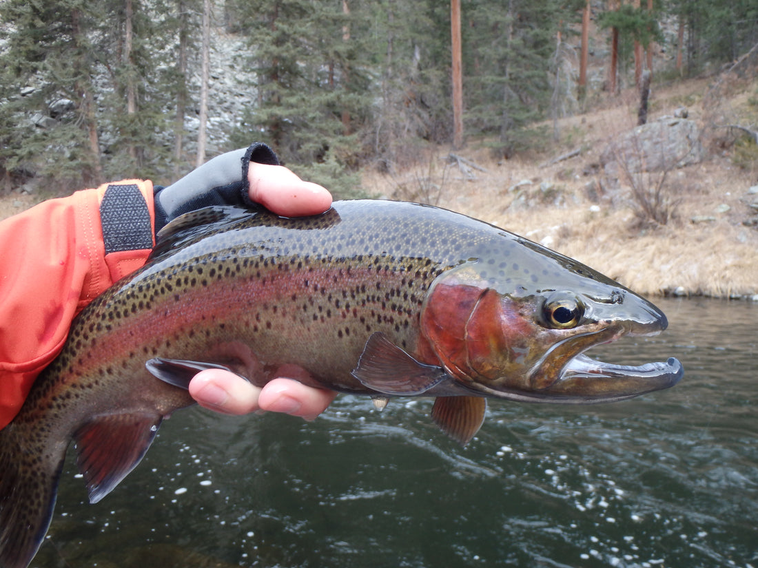 Black Hills Winter Fishing Update