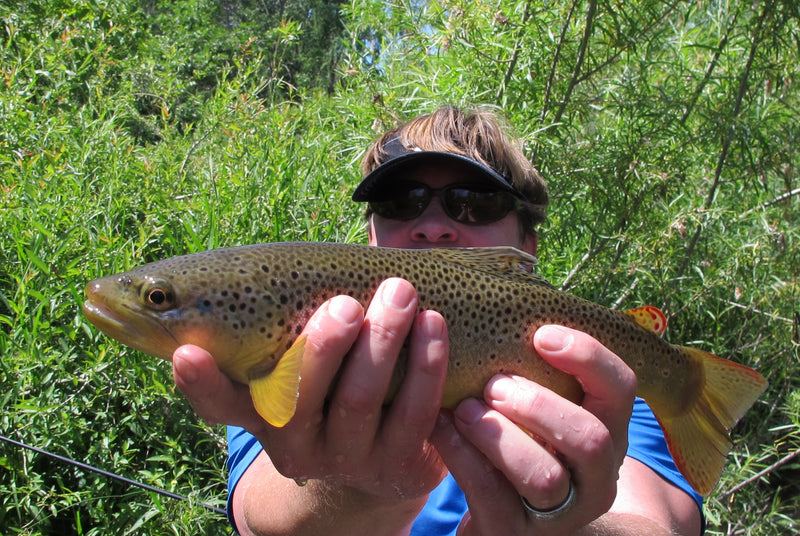 brown trout black hills fly fishing summer 2014