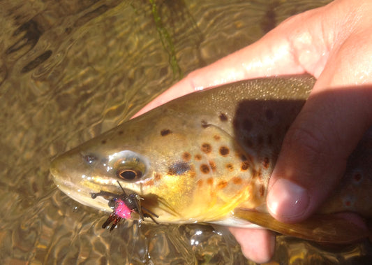 black hills brown trout cricket