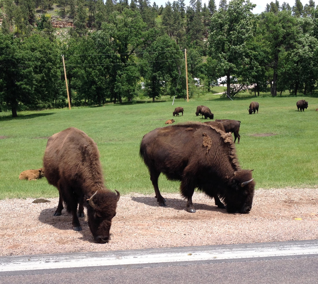 buffalo custer state park roundup 2015