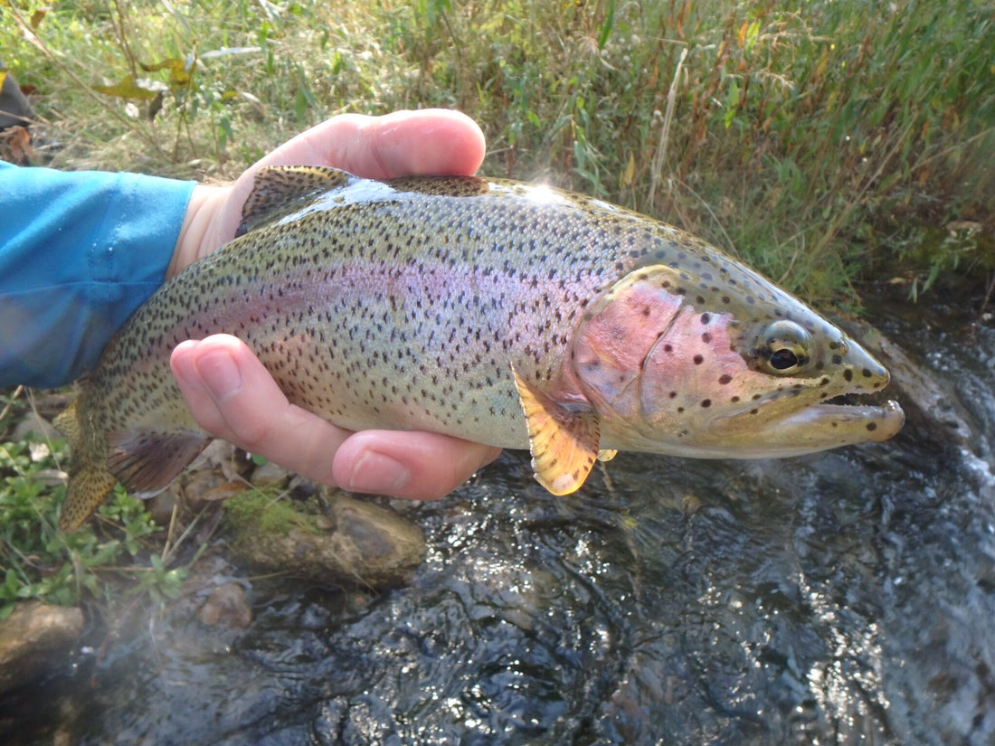 Black Hills Fly Fishing Report - 10/4/15
