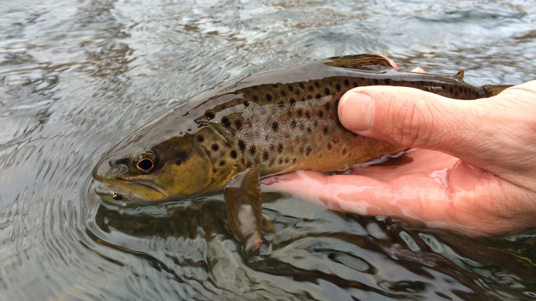 Black Hills Fishing Report - 12/10/15