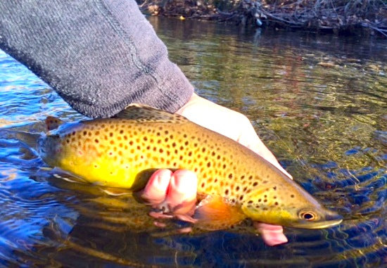 rapid creek brown trout fall