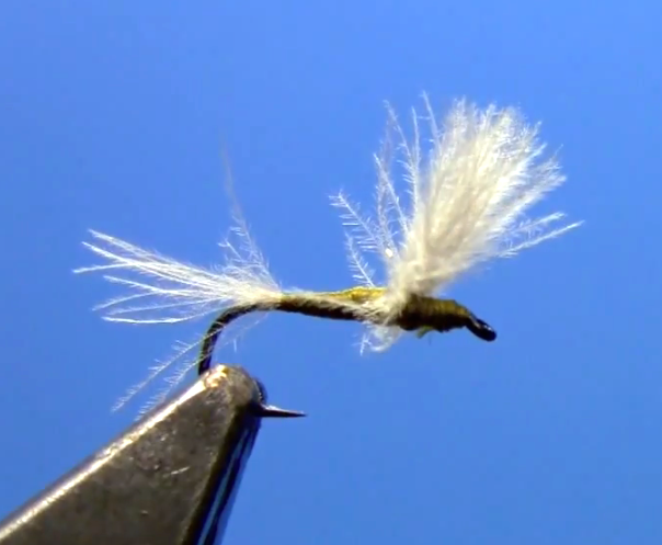 student dry fly bighorn river baetis